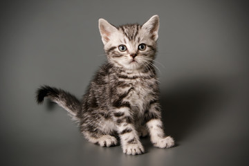 American shorthair cat on colored backgrounds