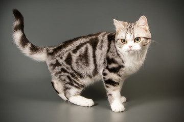 American shorthair cat on colored backgrounds