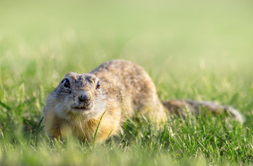 Naklejka na ściany i meble adult gopher stands on a Sunny summer meadow