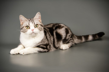 American shorthair cat on colored backgrounds