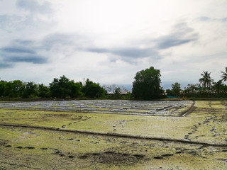 Fototapeta na wymiar Fields behind the house The rice plant started to grow.