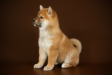 Shiba inu on colored backgrounds