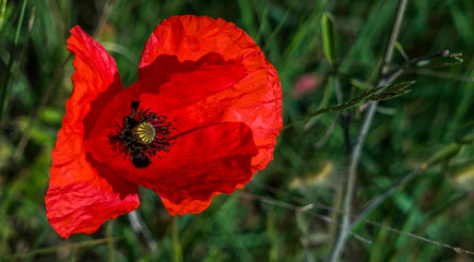 closeup macro view of a red poppy flower petals and pollen during the spring - Image