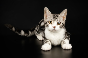 American shorthair cat on colored backgrounds