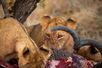 Lions feeding on a kudu