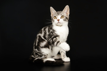Obraz premium American shorthair cat on colored backgrounds