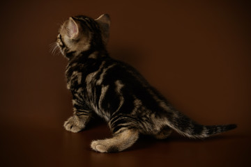 Obraz premium American shorthair cat on colored backgrounds