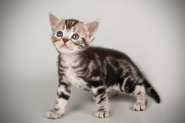 American shorthair cat on colored backgrounds