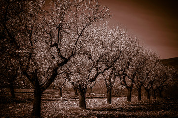 Obraz premium desaturated photo of a blooming field of almond trees with withe flowers during a spring day - Image