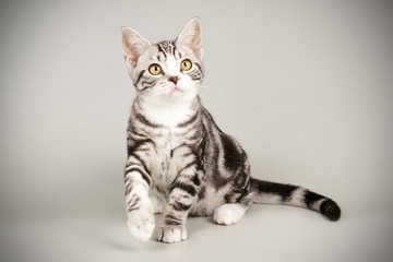 American shorthair cat on colored backgrounds