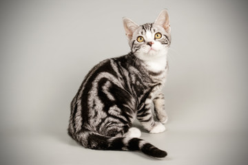 American shorthair cat on colored backgrounds