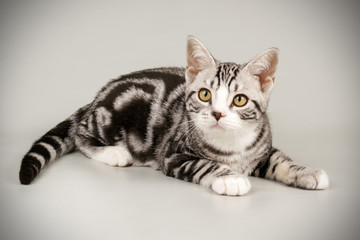 American shorthair cat on colored backgrounds