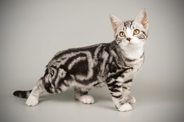 American shorthair cat on colored backgrounds