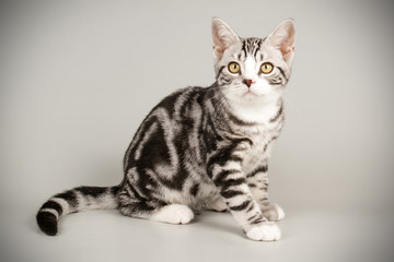 American shorthair cat on colored backgrounds
