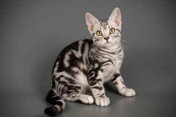 American shorthair cat on colored backgrounds