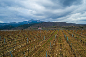 Aerial view of a vineyard during a winter cloudy day - Drone Image