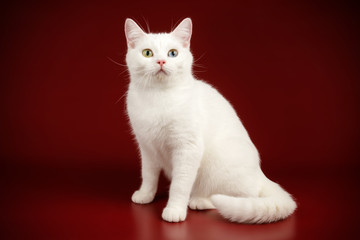 Obraz premium Kot amerykański krótkowłosy na kolorowym tle