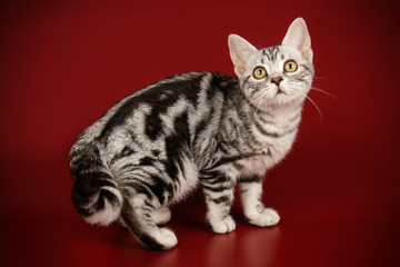 American shorthair cat on colored backgrounds