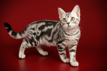 American shorthair cat on colored backgrounds