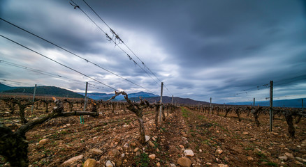 Long exposure panoramic view of a vineyard during a winter cloudy day with clouds streaming in the sky - Image