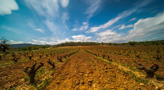Panoramic view of a vineyard in Spain during a sunny day with a big blue sky - Image