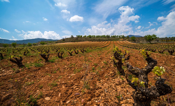 Panoramic view of a vineyard in Spain during a sunny day with a big blue sky - Image