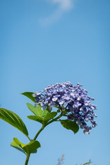 紫陽花と青空