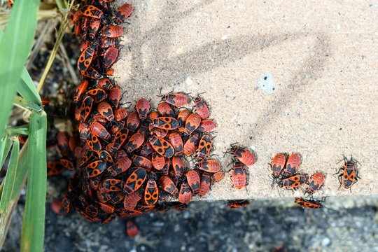 Colony of firebugs (Pyrrhocoris apterus) on a wall - mostly larvae of fifth, final larval instar and adults