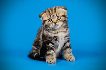 Scottish fold shorthair cat on colored backgrounds