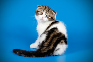 Scottish fold shorthair cat on colored backgrounds