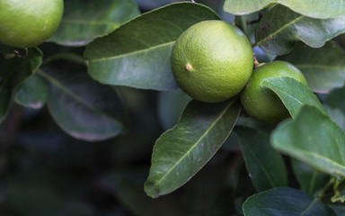 Lime garden. Many lemons are available on lemon trees.