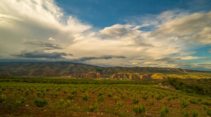 Fototapeta na wymiar Long exposure Panoramic view of a vineyard during a spring stormy day and clouds on the sky - Image