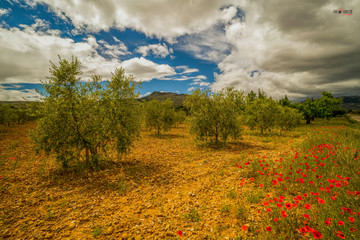Panoramic picture on an olive trees field with some red poppy flowers during a sunny spring day in Spain - Image