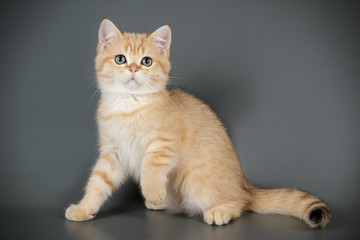 Scottish straight shorthair cat on colored backgrounds