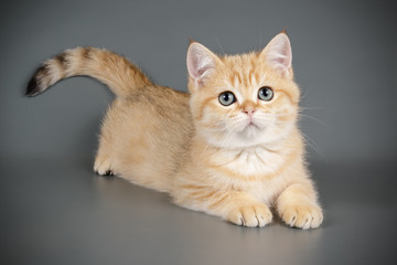 Scottish straight shorthair cat on colored backgrounds