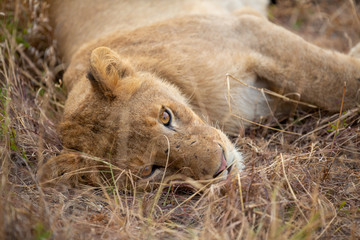 Lion pride with sub adults © Darrel