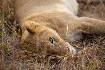 Lion pride with sub adults © Darrel