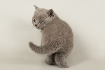 British shorthair cat on colored backgrounds