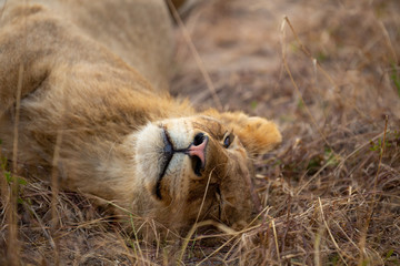 Lion pride with sub adults