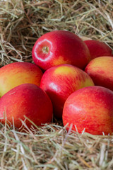 Apples, Jazz apple variety, on a meadow hay straw background