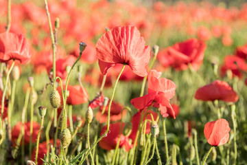 Poppy field. Wild poppies growing in a meadow. Close-up of a poppy flower