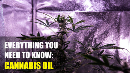 Cannabis oil concept  on the marijuana big buds in close-up. Medical marijuana oil for patients.