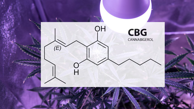CBG element in marijuana bus for healing effect