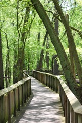 Fototapeta premium The winding bridge boardwalk in the forest on a sunny day.