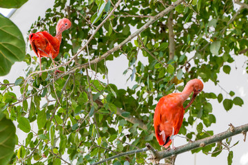 Two birds Scarlet ibis are admired by the reddish coloration of feathers