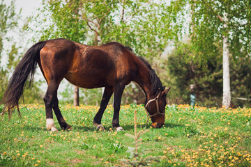 Horse grazing in a field. Sunny day. 