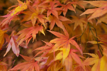 red autumn leaves