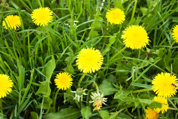 yellow dandelions among green grass, selective focus