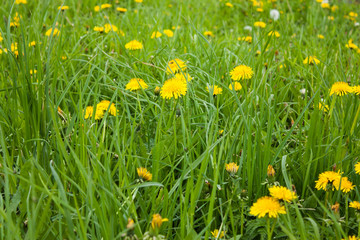 yellow dandelions among green grass, selective focus