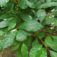  Leaves with drops close-up. Bush after rain